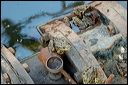 grenouille.dsc_5783_dxo_raw