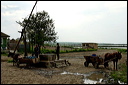 jour6dsc_5775_dxo_raw