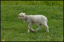 moutondsc_5748_dxo_raw