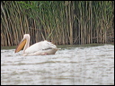 pelicandscn7651_dxo