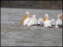 pelicandscn7653_dxo