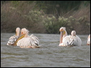 pelicandscn7657_dxo