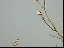 pie-griechedsc_5730_dxo_raw