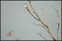 pie-griechedsc_5733_dxo_raw