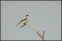 pie-griechedsc_5734_dxo_raw
