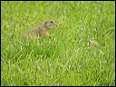 souslikdscn7602_dxo