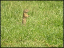 souslikdscn7640_dxo