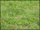 souslikdscn7643_dxo