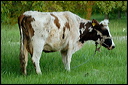 vachedsc_5726_dxo_raw