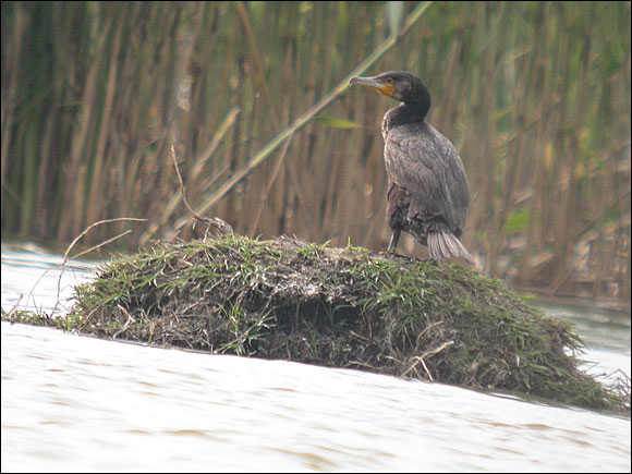 cormorandscn7661_dxo.jpg