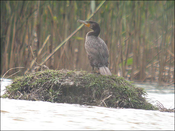 cormorandscn7664_dxo.jpg