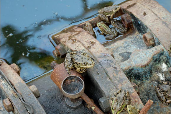 grenouille.dsc_5783_dxo_raw.jpg