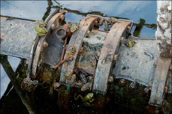 grenouilledsc_5788_dxo_raw.jpg
