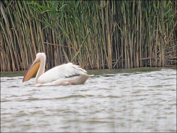 pelicandscn7651_dxo.jpg