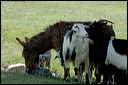 anetroupeaudsc_5839_dxo_ra
