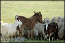 anetroupeaudsc_5840_dxo_raw