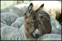 anetroupeaudsc_5848_dxo_raw