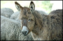 anetroupeaudsc_5849_dxo_raw