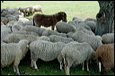 anetroupeaudsc_5864_dxo_raw
