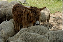 anetroupeaudsc_5865_dxo_raw