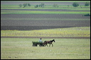 charrettedsc_5869_dxo_raw