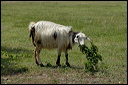 chevredsc_5859_dxo_raw