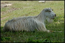 chevredsc_5860_dxo_raw