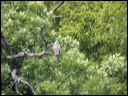 epervierpiedcourtdscn7773_d