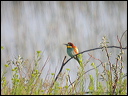 guepierdscn7720_dxo