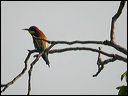 guepierdscn7763_dxo