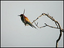 guepierdscn7772_dxo