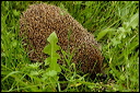herissondsc_5900_dxo_raw