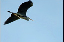 herondsc_5795_dxo_raw