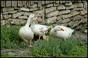oiedsc_5888_dxo_raw