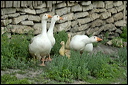 oiedsc_5889_dxo_raw