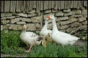 oiesdsc_5887_dxo_raw