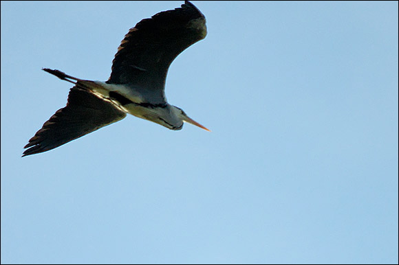 herondsc_5795_dxo_raw.jpg