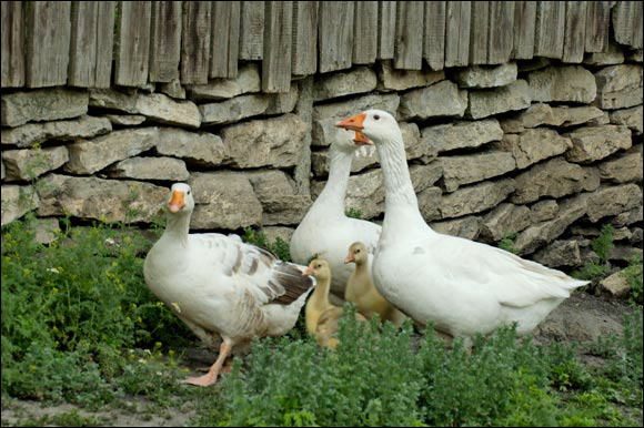 oiesdsc_5887_dxo_raw.jpg