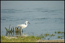 aigrettedsc_5956_dxo_raw