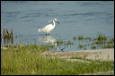 aigrettedsc_5957_dxo_raw