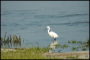 aigrettedsc_5958_dxo_raw