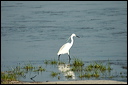 aigrettedsc_5959_dxo_raw