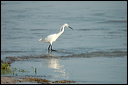 aigrettedsc_5960_dxo_raw