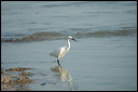 aigrettedsc_5961_dxo_raw