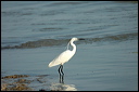 aigrettedsc_5962_dxo_raw
