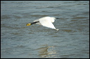aigrettedsc_5964_dxo_raw
