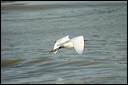 aigrettedsc_5965_dxo_raw