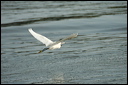 aigrettedsc_5966_dxo_raw