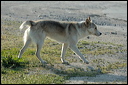 chiendsc_5952_dxo_raw