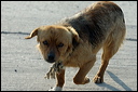 chienhoteldsc_5931_dxo_raw